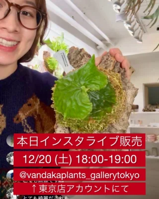 ビカクシダ vandaka plants バンダカプランツ - ビカクシダ 販売専門店