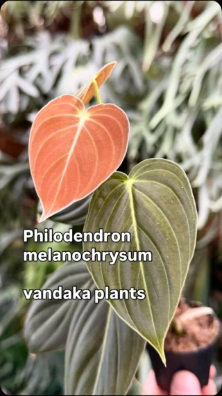 【nakaビカクシダまとめ商品】 ビジネスリュック A4 二気室 / FUJITAKA（フジタカ）公式