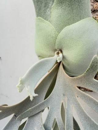 ビカクシダ vandaka plants バンダカプランツ - ビカクシダ 販売専門店