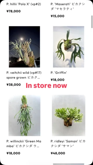 ビカクシダ vandaka plants バンダカプランツ - ビカクシダ 販売専門店