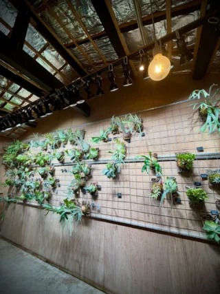 ビカクシダ vandaka plants バンダカプランツ - ビカクシダ 販売専門店