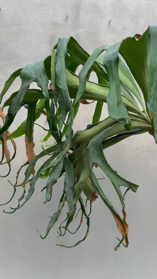 INSTAGRAM - ビカクシダ vandaka plants バンダカプランツ