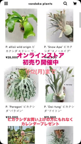 big sale様　ご確認用ページ　ビカクシダ ssfoong 分岐してから長くなり、垂れる事が多いはずのssfoongですが