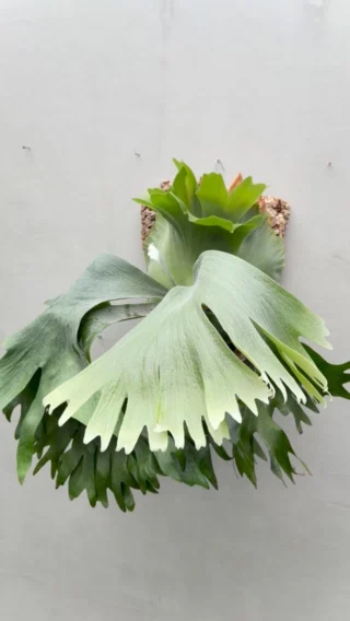 ビカクシダ vandaka plants バンダカプランツ - ビカクシダ 販売専門店