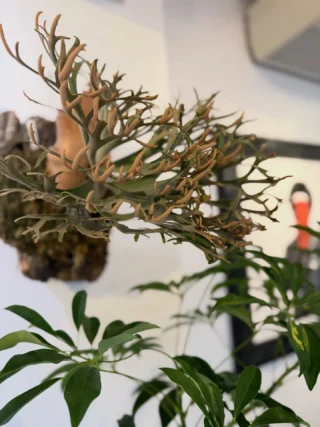 【nakaビカクシダまとめ商品】 vandaka plants