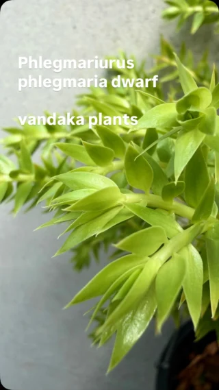 ビカクシダ vandaka plants バンダカプランツ - ビカクシダ 販売専門店