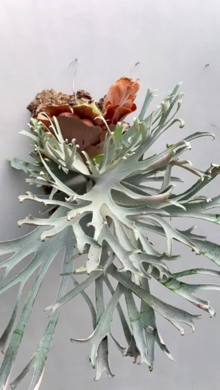 ビカクシダ vandaka plants バンダカプランツ - ビカクシダ 販売専門店