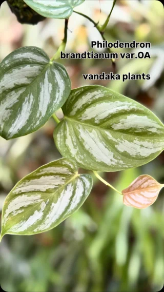 ビカクシダ vandaka plants バンダカプランツ - ビカクシダ 販売専門店