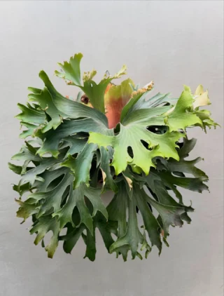 ビカクシダ vandaka plants バンダカプランツ - ビカクシダ 販売専門店