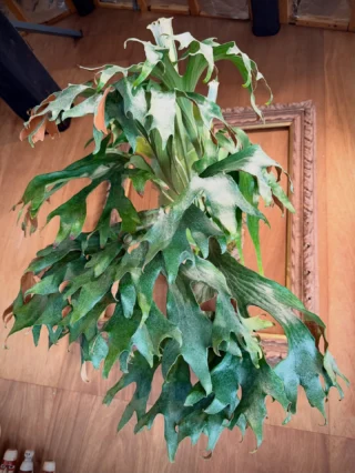 ビカクシダ vandaka plants バンダカプランツ - ビカクシダ 販売専門店