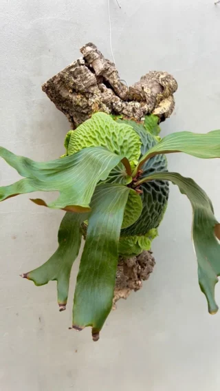 ビカクシダ vandaka plants バンダカプランツ - ビカクシダ 販売専門店