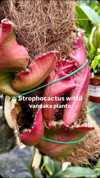 ビカクシダ vandaka plants バンダカプランツ - ビカクシダ 販売専門店