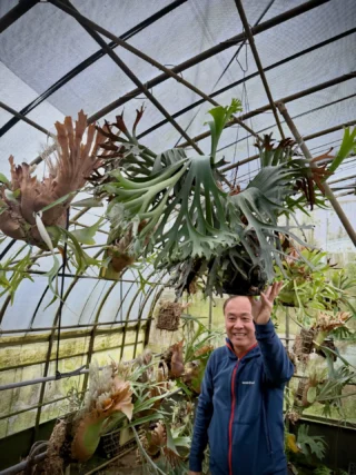 ビカクシダ vandaka plants バンダカプランツ - ビカクシダ 販売専門店