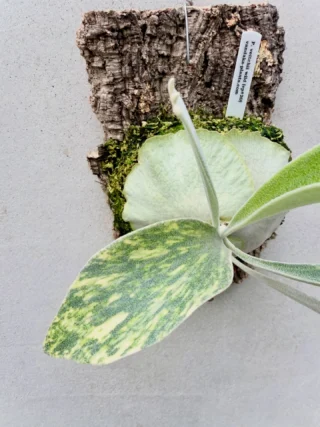 ビカクシダ vandaka plants バンダカプランツ - ビカクシダ 販売専門店