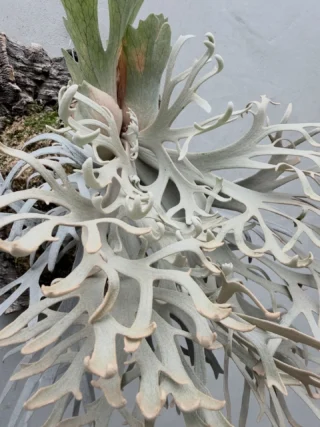 ビカクシダ vandaka plants バンダカプランツ - ビカクシダ 販売専門店