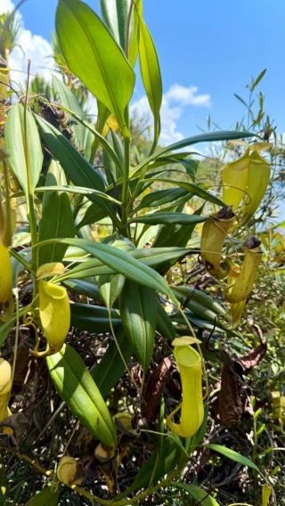 ビカクシダ vandaka plants バンダカプランツ - ビカクシダ 販売専門店