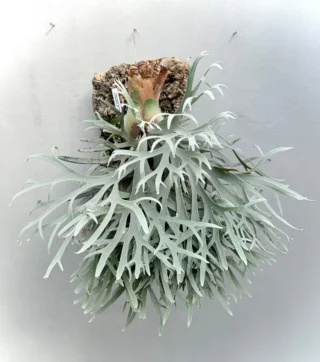 ビカクシダ vandaka plants バンダカプランツ - ビカクシダ 販売専門店