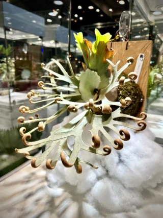 ビカクシダ vandaka plants バンダカプランツ - ビカクシダ 販売専門店