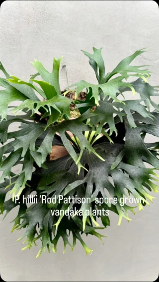 ビカクシダ vandaka plants バンダカプランツ - ビカクシダ 販売専門店
