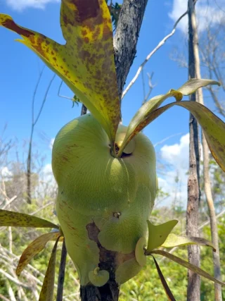 ビカクシダ vandaka plants バンダカプランツ - ビカクシダ 販売専門店