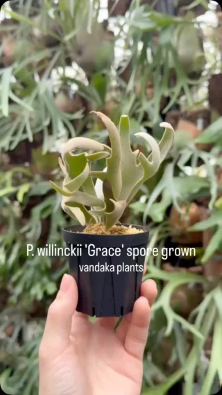 ビカクシダ vandaka plants バンダカプランツ - ビカクシダ 販売専門店