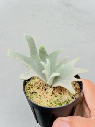 ビカクシダ vandaka plants バンダカプランツ - ビカクシダ 販売専門店