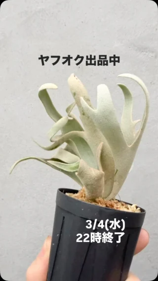 ビカクシダ vandaka plants バンダカプランツ - ビカクシダ 販売専門店