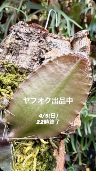 ビカクシダ vandaka plants バンダカプランツ - ビカクシダ 販売専門店