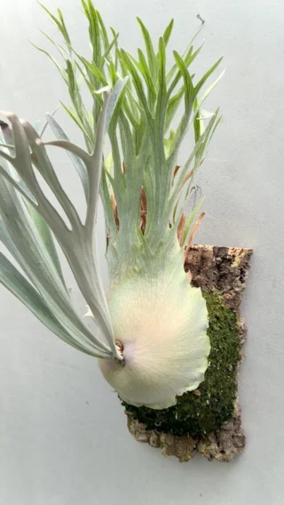 ビカクシダ vandaka plants バンダカプランツ - ビカクシダ 販売専門店