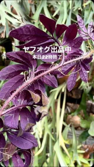 ビカクシダ vandaka plants バンダカプランツ - ビカクシダ 販売専門店