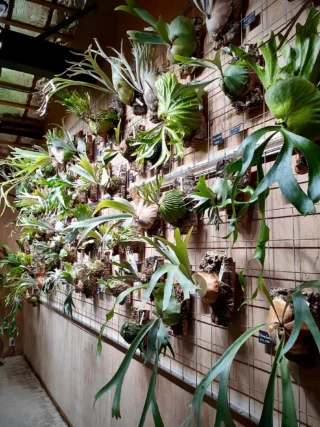 ビカクシダ専門店 vandaka plants (バンダカ プランツ)