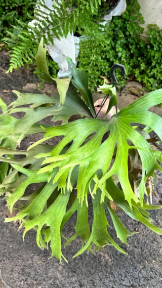 ビカクシダ専門店 vandaka plants (バンダカ プランツ)