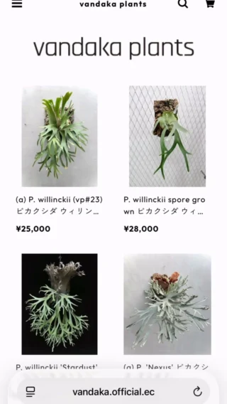 INSTAGRAM - vandaka plants バンダカプランツ