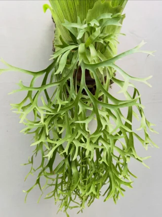 ビカクシダ専門店 vandaka plants (バンダカ プランツ)