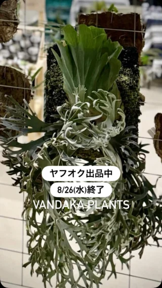 ビカクシダ専門店 vandaka plants (バンダカ プランツ)